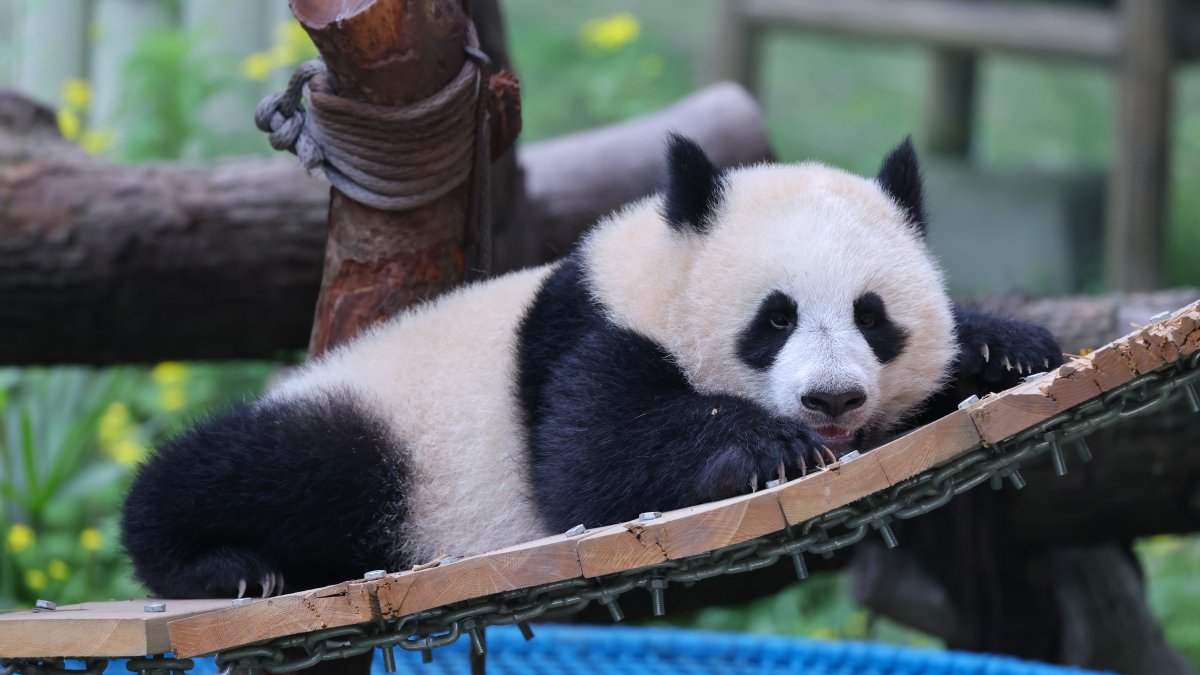 A giant panda named Xiaoyueliang climbs a tree frame in Chongqing Zoo, Chongqing, China, April 19, 2026. (Getty Images Photo)