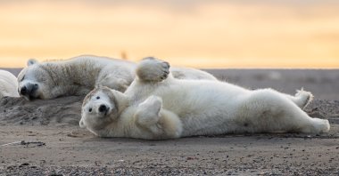 Polar bears lying on a barrier island, near Kaktovik, Alaska, U.S., Sept. 18, 2019. (AP Photo)
