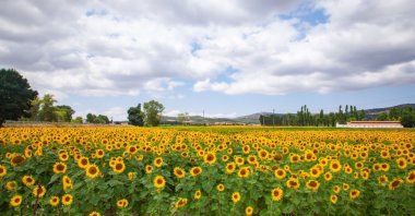 A sunflower field in Bilecik, western Turkiye, undated. (Shutterstock Photo)