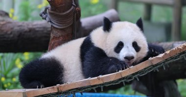 A giant panda named Xiaoyueliang climbs a tree frame in Chongqing Zoo, Chongqing, China, April 19, 2026. (Getty Images Photo)