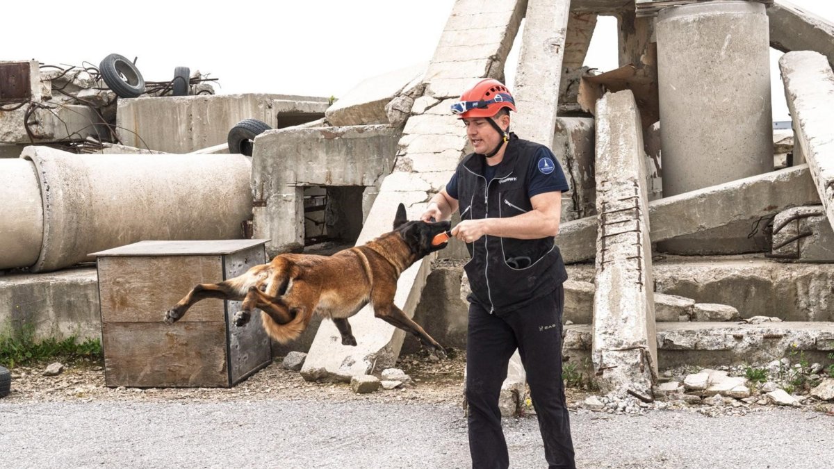 "Momo," undergoes search and rescue training as she learns to detect human scent in disaster scenarios, Izmir, Türkiye, April 27, 2026. (AA Photo)