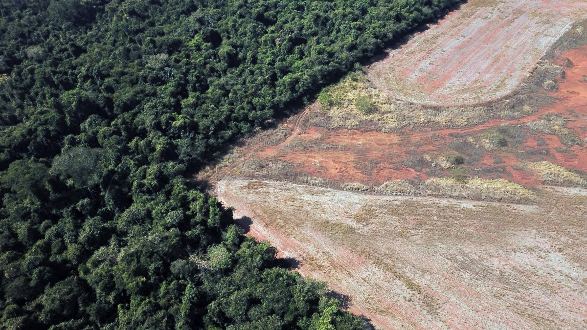 Global rainforest loss drops 36% in 2025: Study