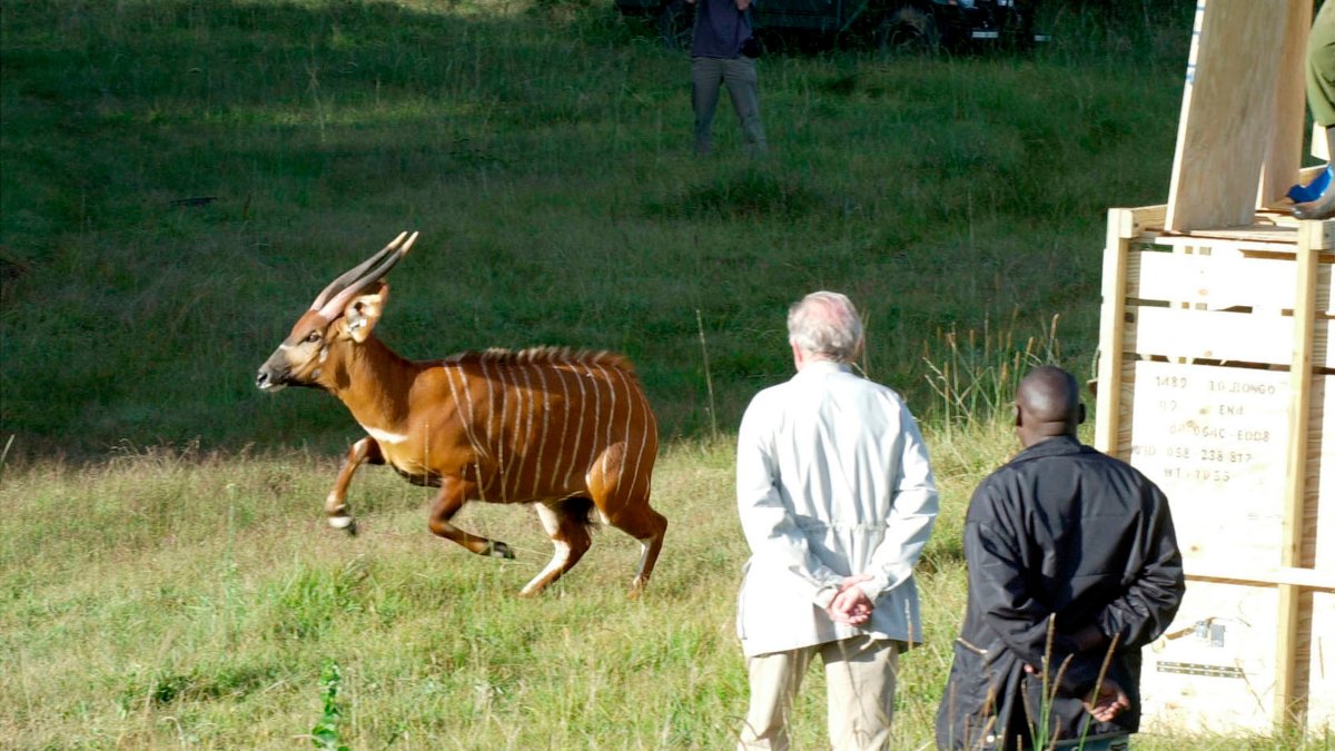A rare mountain bongo leaps from a shipping crate after traveling from the U.S. to the slopes of Mountain Kenya, their natural habitat, Jan. 30, 2004. (AP Photo)