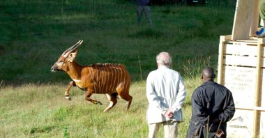 A rare mountain bongo leaps from a shipping crate after traveling from the U.S. to the slopes of Mountain Kenya, their natural habitat, Jan. 30, 2004. (AP Photo)