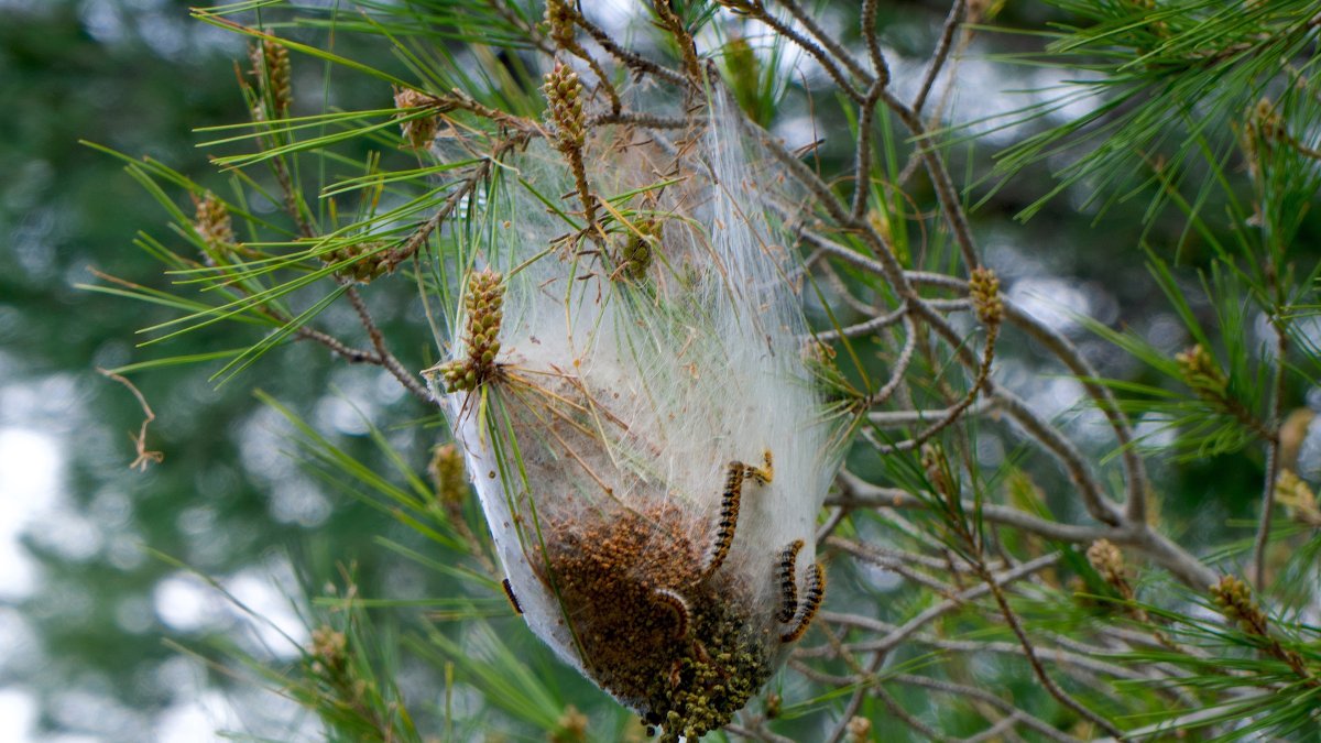 A pine processionary nest attached to a pine tree branch. (Shutterstock Photo)