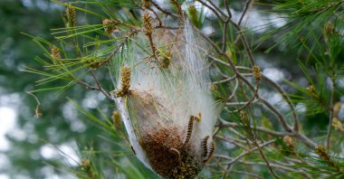 A pine processionary nest attached to a pine tree branch. (Shutterstock Photo)