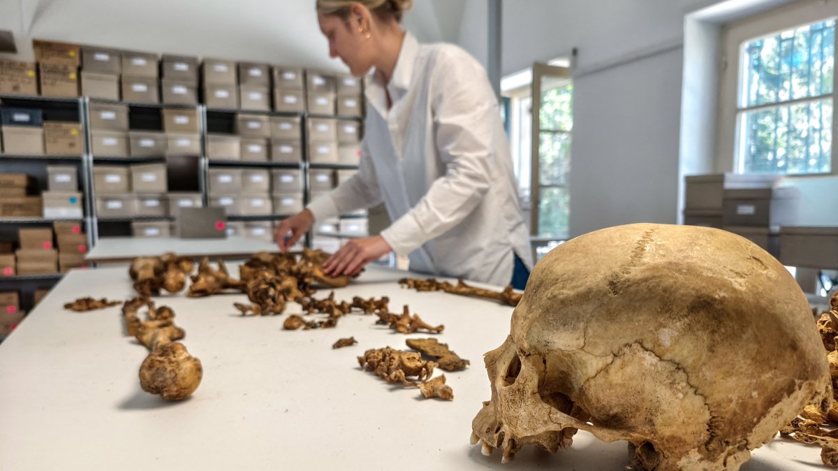 A researcher at the State Collection for Anthropology Munich (SAM) examines the skeleton of a woman who lived between 510 and 560 A.D. and was buried at the village of Altheim, Germany, in this undated photograph taken in Munich, Germany and released on April 29, 2026. (Reuters Photo)