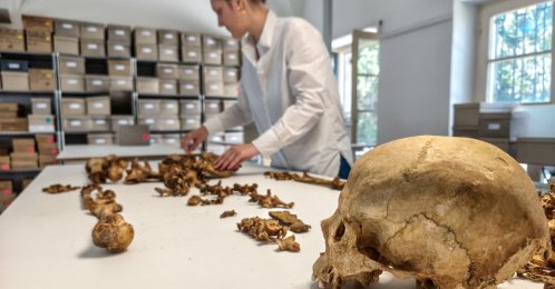 A researcher at the State Collection for Anthropology Munich (SAM) examines the skeleton of a woman who lived between 510 and 560 A.D. and was buried at the village of Altheim, Germany, in this undated photograph taken in Munich, Germany and released on April 29, 2026. (Reuters Photo)