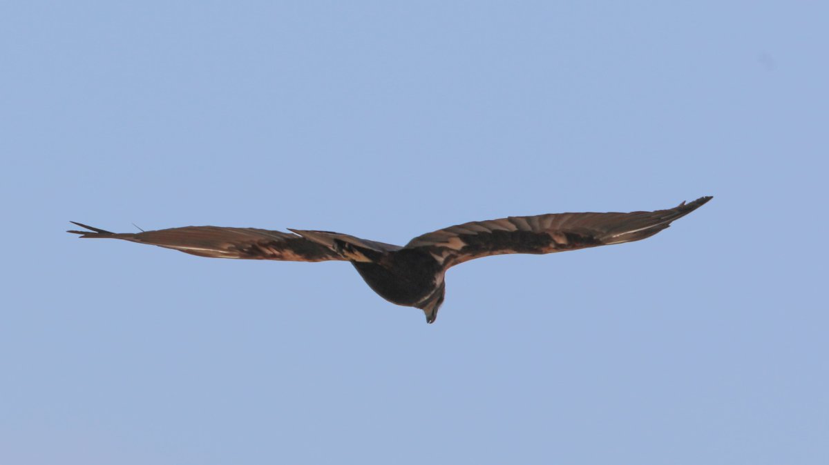 The satellite-tracked marsh harrier arrives after a 688-day migration across multiple countries, Iğdır, Türkiye, May 3, 2026. (AA Photo)