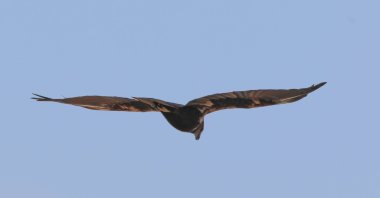 The satellite-tracked marsh harrier arrives after a 688-day migration across multiple countries, Iğdır, Türkiye, May 3, 2026. (AA Photo)