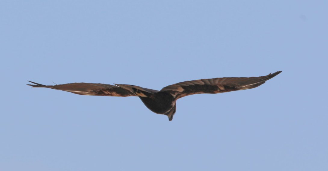 The satellite-tracked marsh harrier arrives after a 688-day migration across multiple countries, Iğdır, Türkiye, May 3, 2026. (AA Photo)