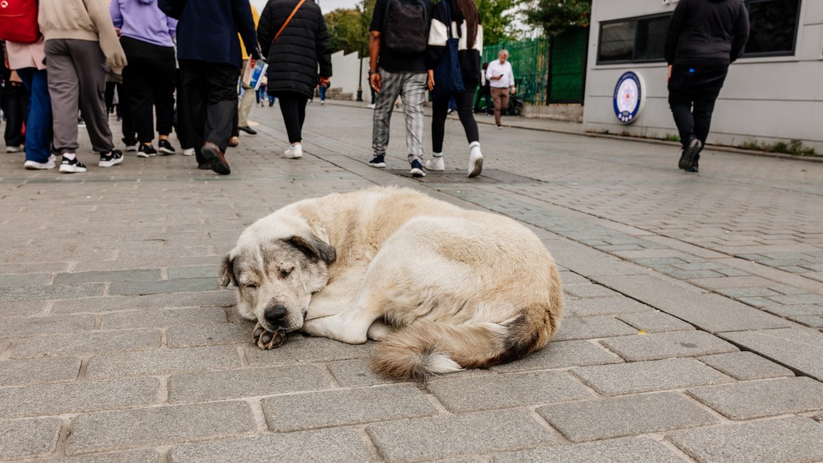Tourists walk through a historic square as a large stray dog sleeps at the center, Istanbul, Türkiye, Oct. 16, 2023. (Shutterstock Photo) 