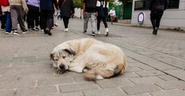 Tourists walk through a historic square as a large stray dog sleeps at the center, Istanbul, Türkiye, Oct. 16, 2023. (Shutterstock Photo) 