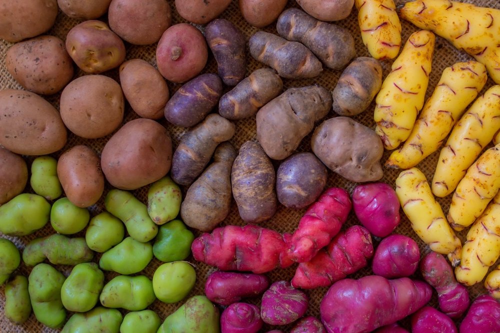 Andean people show genetic adaptation to potato-rich diet: Study
