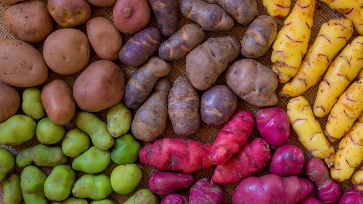 Andean people show genetic adaptation to potato-rich diet: Study