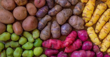 A view of Andean potato varieties. (Shutterstock Photo)