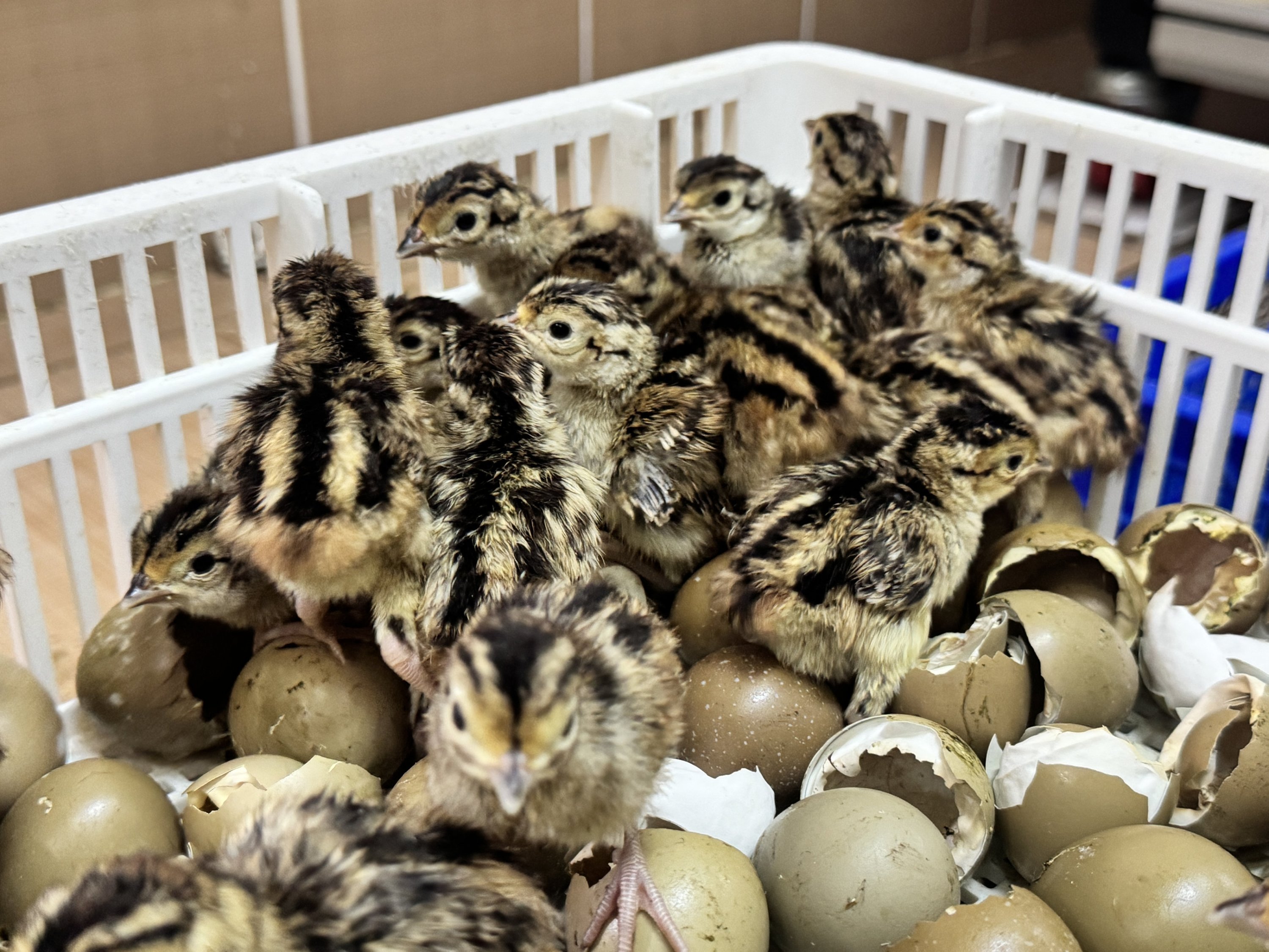 Pheasant chicks hatch in Türkiye to fight invasive crop pest