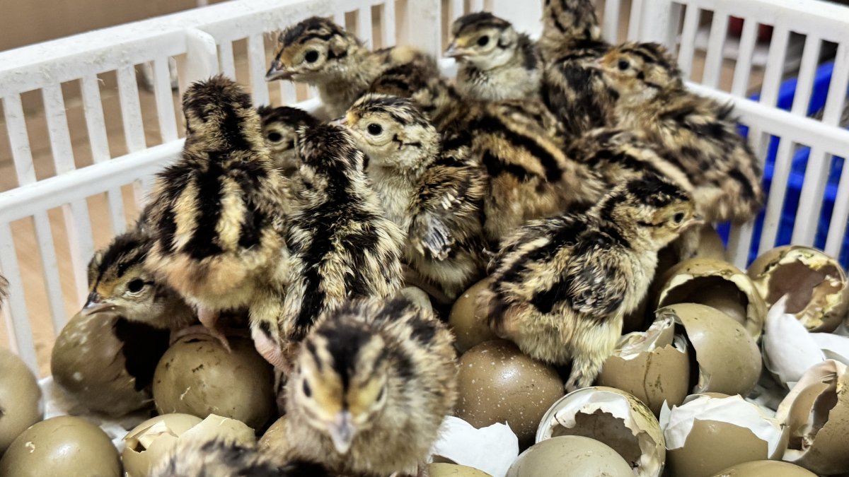 Newly hatched pheasant chicks are seen at the Gelemen Pheasant Breeding Station during a biological pest control program, Samsun, Türkiye, May 8, 2026. (AA Photo)