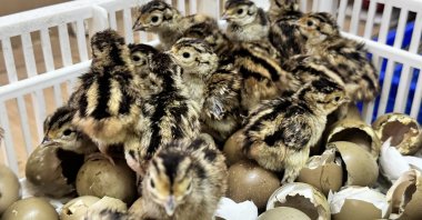 Newly hatched pheasant chicks are seen at the Gelemen Pheasant Breeding Station during a biological pest control program, Samsun, Türkiye, May 8, 2026. (AA Photo)