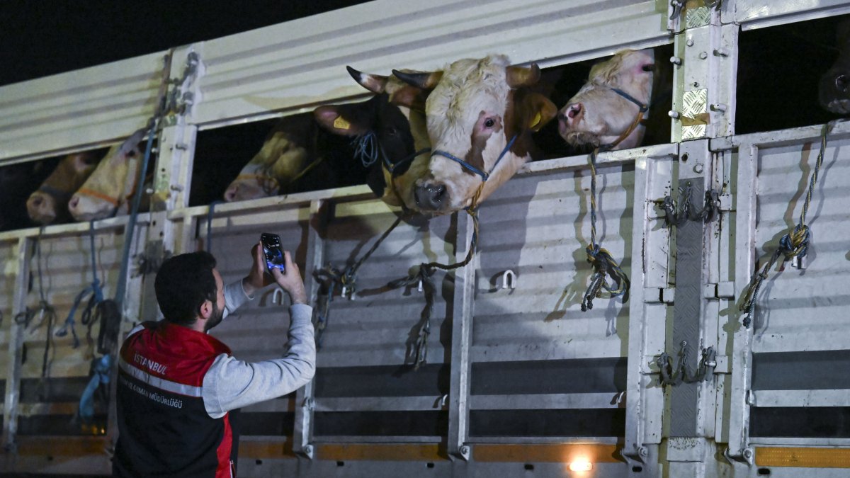 An official inspects a truck carrying livestock ahead of Eid al-Adha, Istanbul, Türkiye, May 11, 2026. (AA Photo)