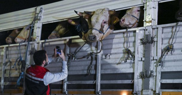 An official inspects a truck carrying livestock ahead of Eid al-Adha, Istanbul, Türkiye, May 11, 2026. (AA Photo)