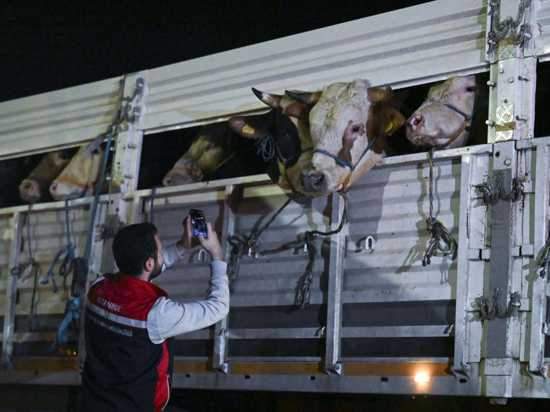 An official inspects a truck carrying livestock ahead of Eid al-Adha, Istanbul, Türkiye, May 11, 2026. (AA Photo)