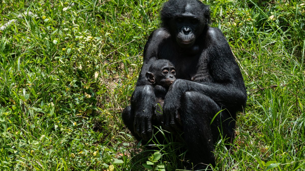 A bonobo cares for her baby at the Lola ya Bonobo sanctuary, Kinshasa, DRC, April 8, 2026. (AP Photo)