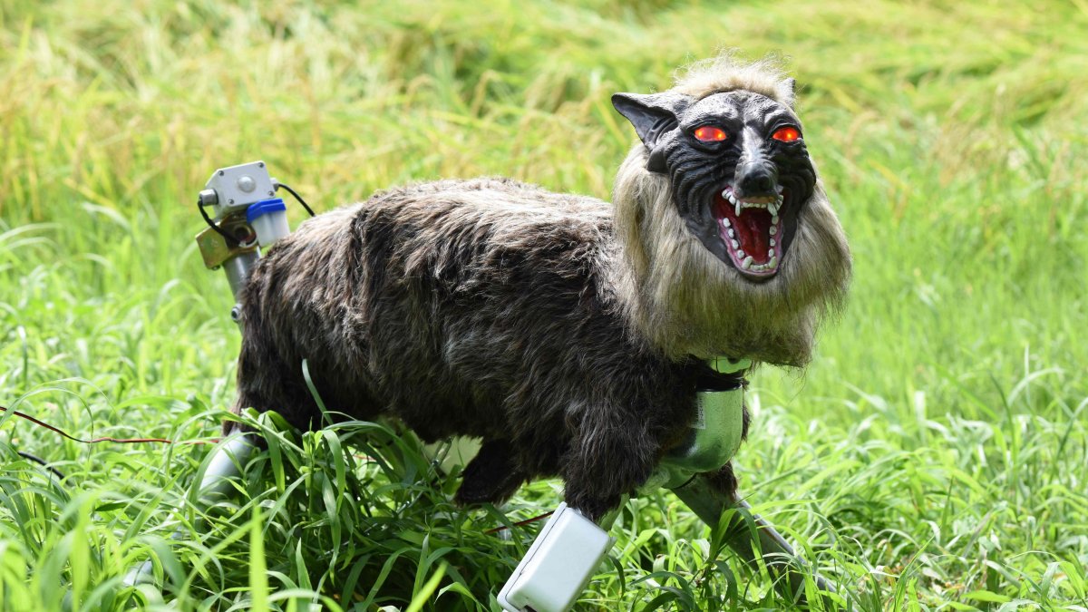 A wolf-like robot "Super Monster Wolf" stands beside a rice field to drive away wild animals that cause damage to crops in Kisarazu, Chiba prefecture, Japan, Aug. 25, 2017. (AFP Photo)