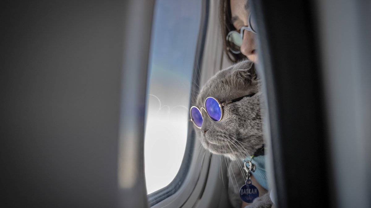"Başkan" looks out of an airplane window while traveling with its owner during a flight, Bursa, Türkiye, Oct. 19, 2025. (AA Photo)