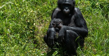 A bonobo cares for her baby at the Lola ya Bonobo sanctuary, Kinshasa, DRC, April 8, 2026. (AP Photo)