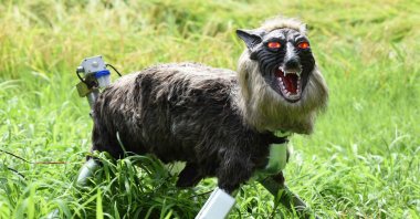 A wolf-like robot "Super Monster Wolf" stands beside a rice field to drive away wild animals that cause damage to crops in Kisarazu, Chiba prefecture, Japan, Aug. 25, 2017. (AFP Photo)