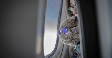 "Başkan" looks out of an airplane window while traveling with its owner during a flight, Bursa, Türkiye, Oct. 19, 2025. (AA Photo)