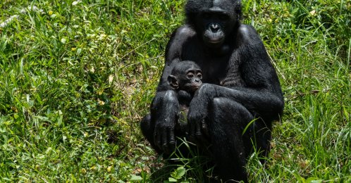 A bonobo cares for her baby at the Lola ya Bonobo sanctuary, Kinshasa, DRC, April 8, 2026. (AP Photo)