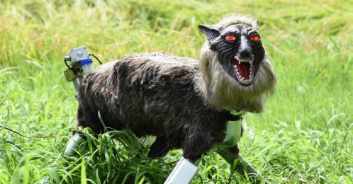 A wolf-like robot "Super Monster Wolf" stands beside a rice field to drive away wild animals that cause damage to crops in Kisarazu, Chiba prefecture, Japan, Aug. 25, 2017. (AFP Photo)