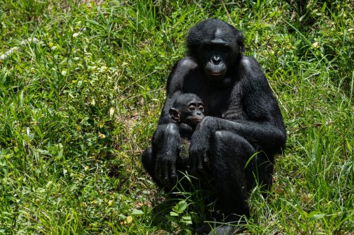 A bonobo cares for her baby at the Lola ya Bonobo sanctuary, Kinshasa, DRC, April 8, 2026. (AP Photo)