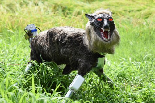 A wolf-like robot "Super Monster Wolf" stands beside a rice field to drive away wild animals that cause damage to crops in Kisarazu, Chiba prefecture, Japan, Aug. 25, 2017. (AFP Photo)