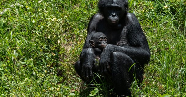 A bonobo cares for her baby at the Lola ya Bonobo sanctuary, Kinshasa, DRC, April 8, 2026. (AP Photo)