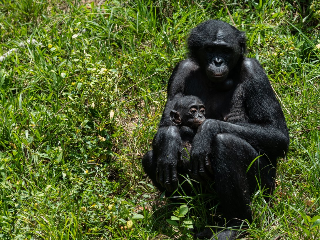 A bonobo cares for her baby at the Lola ya Bonobo sanctuary, Kinshasa, DRC, April 8, 2026. (AP Photo)