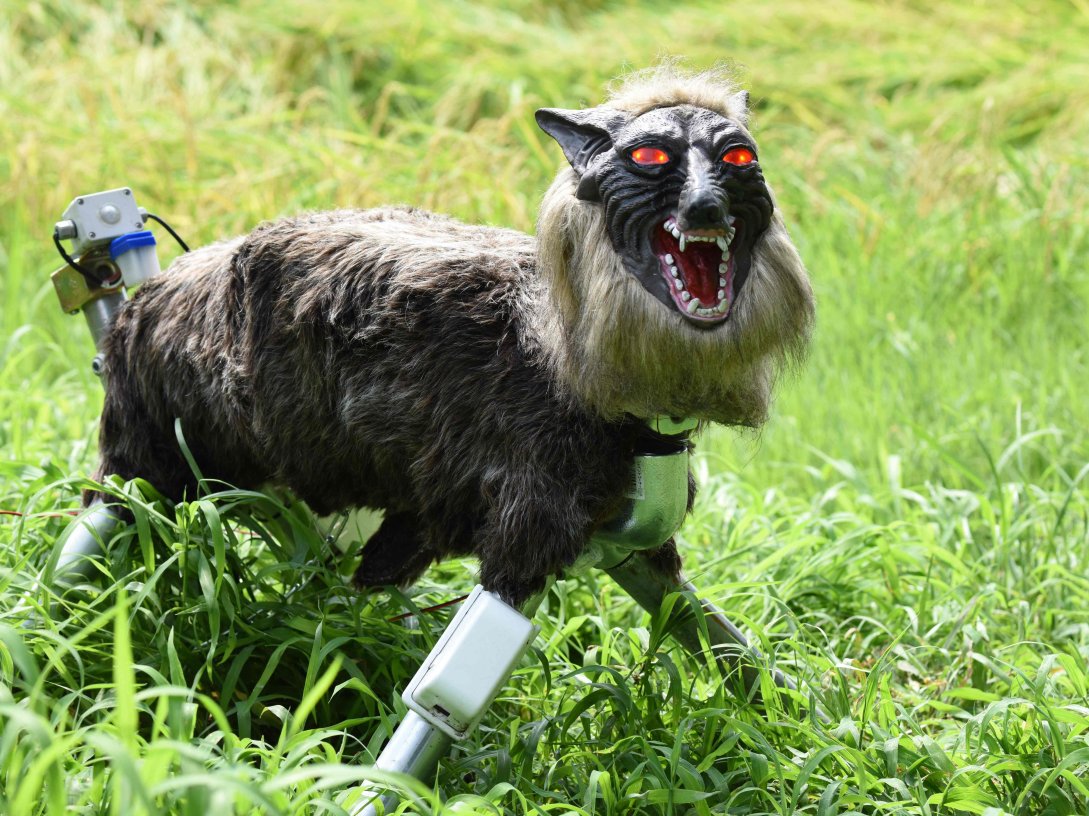 A wolf-like robot "Super Monster Wolf" stands beside a rice field to drive away wild animals that cause damage to crops in Kisarazu, Chiba prefecture, Japan, Aug. 25, 2017. (AFP Photo)