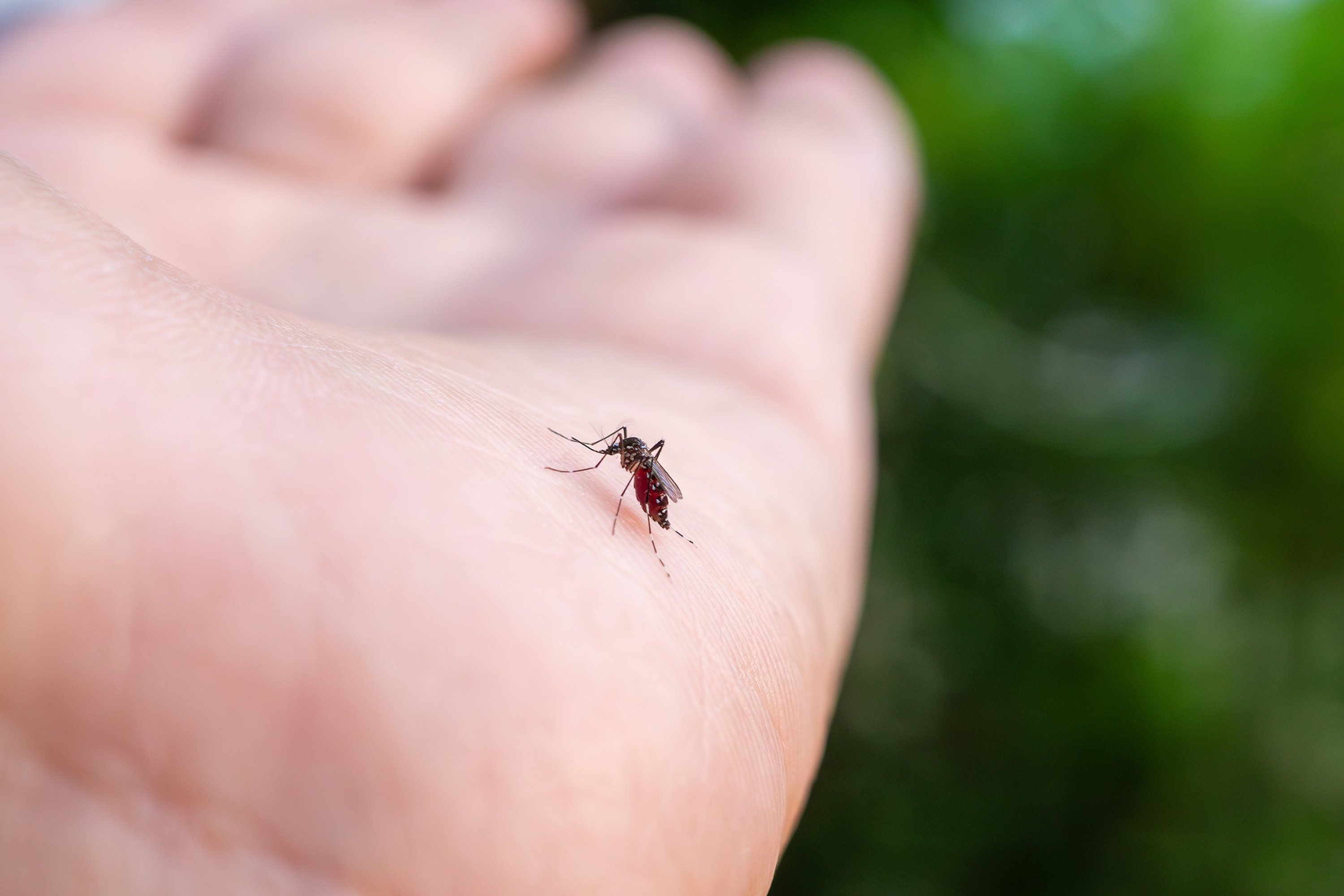 Could science make mosquito-borne disease thing of the past? | Daily Sabah