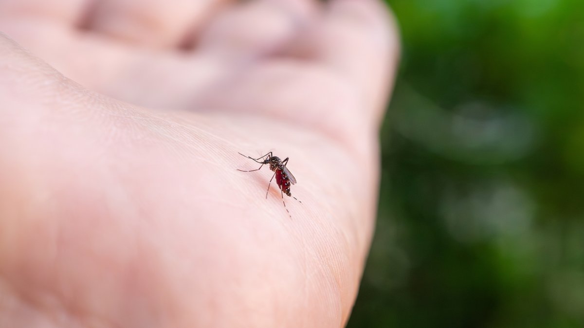 Could science make mosquito-borne disease thing of the past?