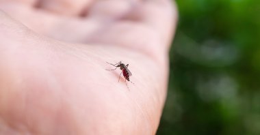 An Aedes aegypti mosquito sits on a hand. (Shutterstock Photo)