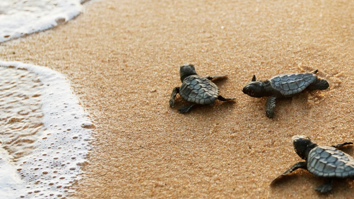 Baby loggerheads crawl from their nest to the foamy seawater. (Shutterstock Photo)