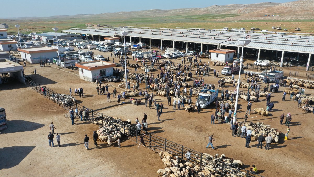 Drone footage shows sacrificial animals waiting for buyers at a busy live animal market ahead of Eid al-Adha, Şanlıurfa, Türkiye, May 17, 2026. (AA Photo)