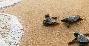 Baby loggerheads crawl from their nest to the foamy seawater. (Shutterstock Photo)