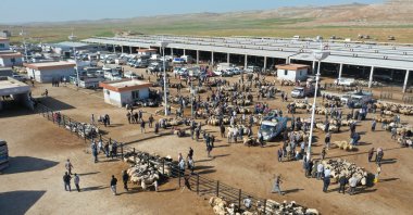 Drone footage shows sacrificial animals waiting for buyers at a busy live animal market ahead of Eid al-Adha, Şanlıurfa, Türkiye, May 17, 2026. (AA Photo)