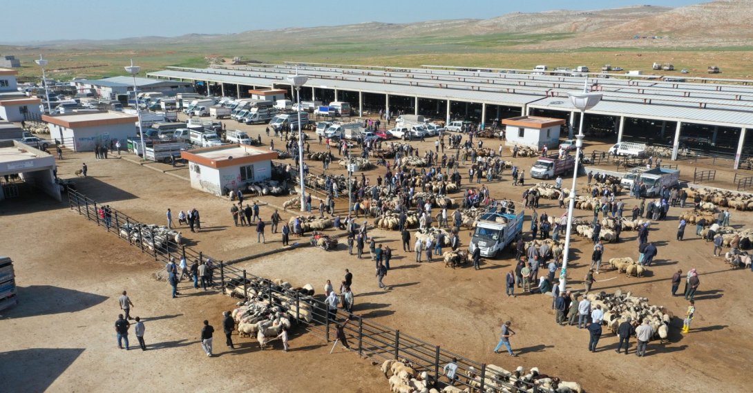 Drone footage shows sacrificial animals waiting for buyers at a busy live animal market ahead of Eid al-Adha, Şanlıurfa, Türkiye, May 17, 2026. (AA Photo)