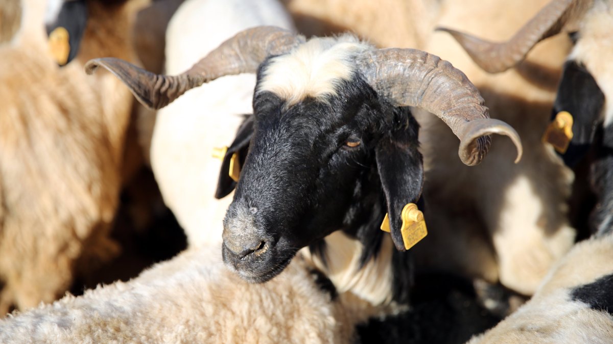 A sheep at an animal market as Eid al-Adha approaches, Şanlıurfa, Türkiye, May 17, 2026. (AA Photo) 