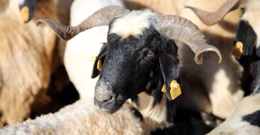 A sheep at an animal market as Eid al-Adha approaches, Şanlıurfa, Türkiye, May 17, 2026. (AA Photo) 