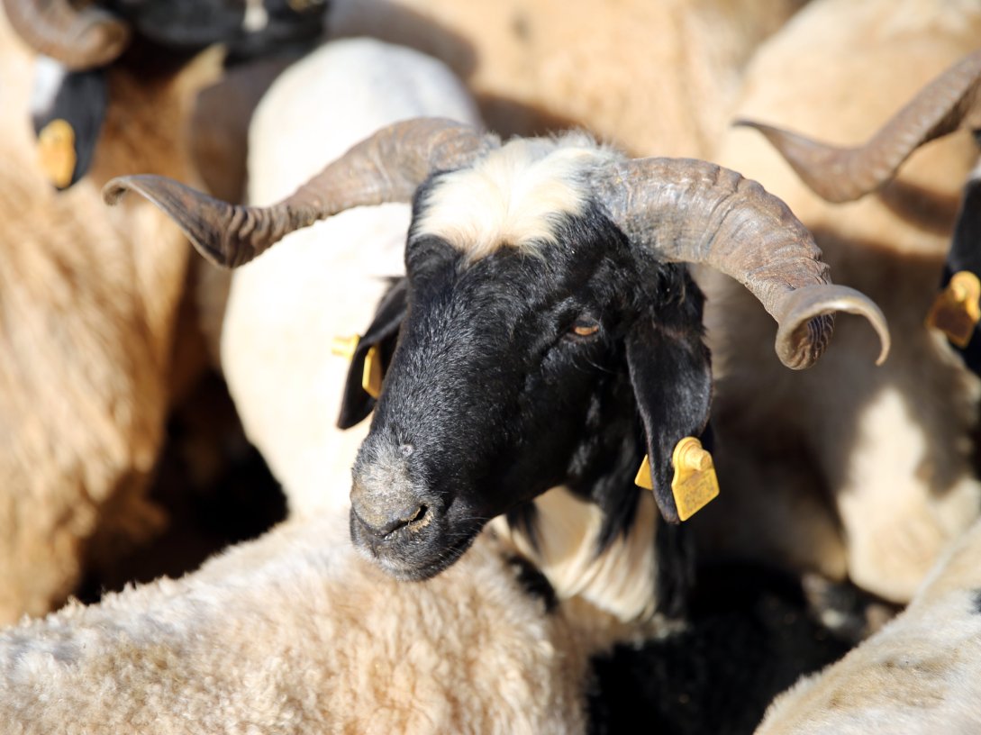 A sheep at an animal market as Eid al-Adha approaches, Şanlıurfa, Türkiye, May 17, 2026. (AA Photo) 